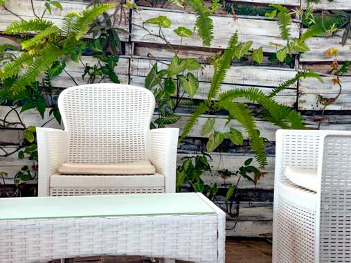 palm beach santa maria sal cape verde cafe caffetteria vertical garden green