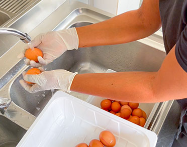 palm beach santa maria sal metodi sicurezza methods safety metodos seguranca eggs sanitizing