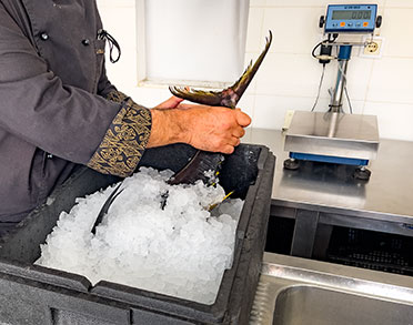 palm beach santa maria sal metodi sicurezza methods safety metodos seguranca fish 1