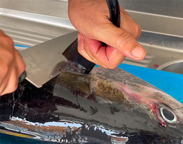 palm beach santa maria sal metodi sicurezza methods safety metodos seguranca fish 3