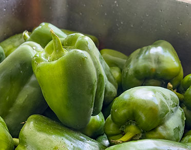 palm beach santa maria sal prodotti products produtos pepper