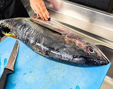 palm beach santa maria sal prodotti products produtos tuna